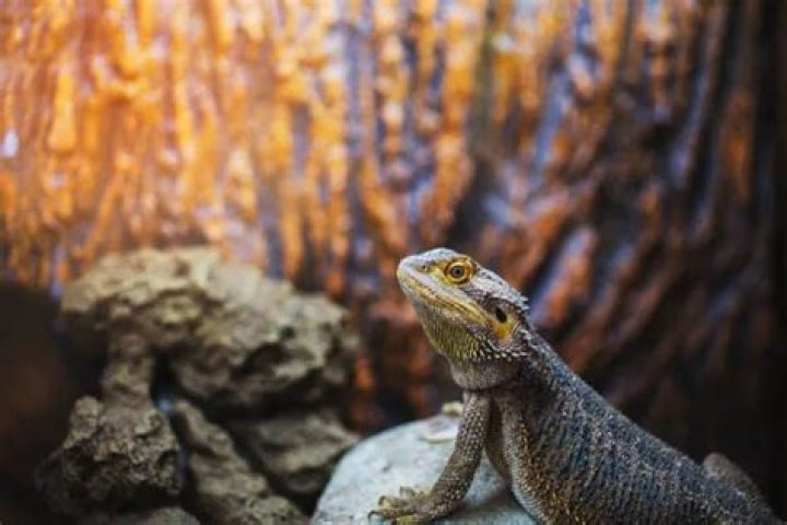 Are Bearded Dragons Social? Discover Their Social Behavior
