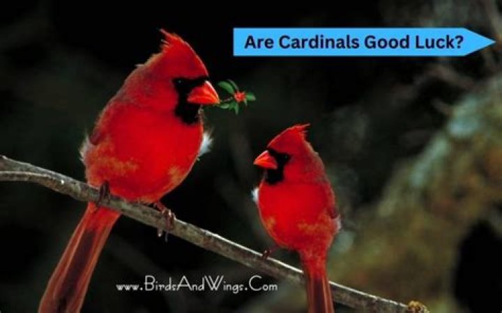 Are Cardinals A Sign Of Good Fortune: Unveiling The Truth