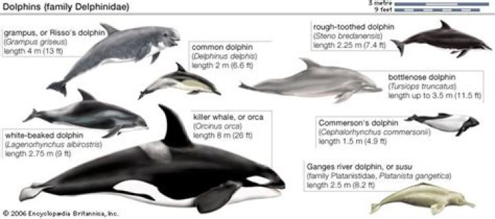 Uncovering The Truth: Are Dolphins Really Mean?