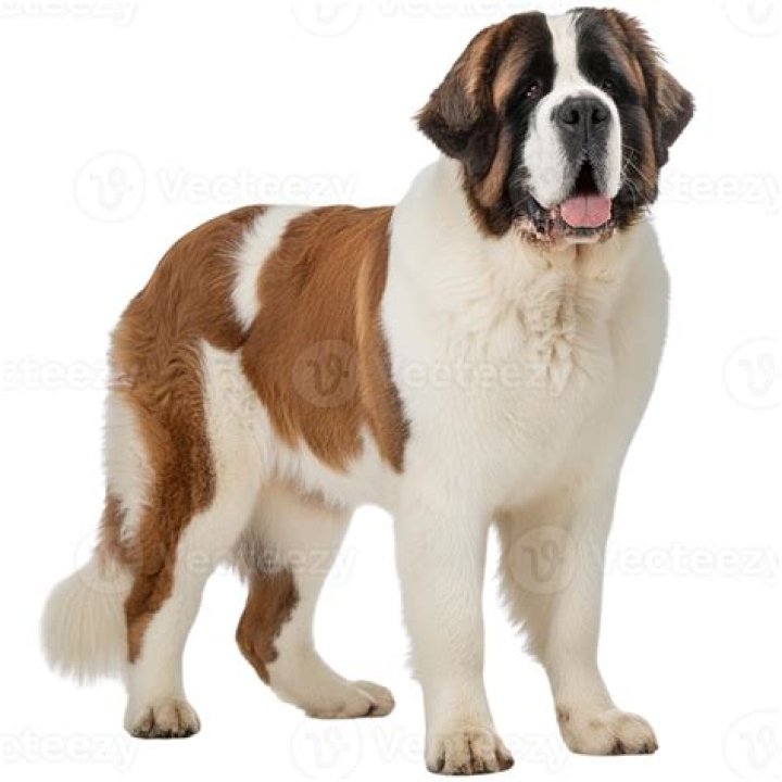 Bernard Staplefield: Unlocking The Secrets Of Successful Entrepreneurship