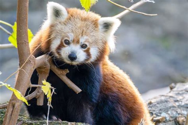 Can You Bring Home Red Pandas As Exotic Pets?