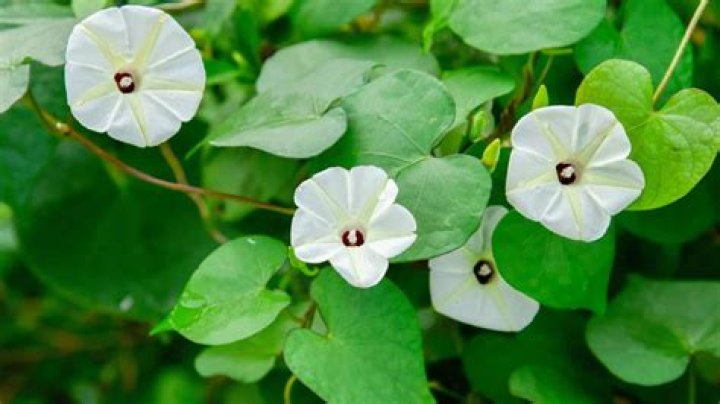 Denise Whitaker's Age Unveiled: A Comprehensive Guide