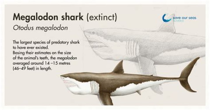 Did NASA Discover A Cryogenically Preserved Megalodon?