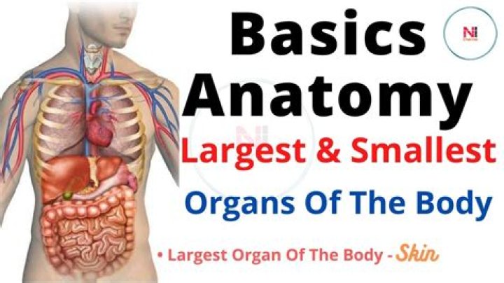 Discover The Largest Organ Within The Human Body