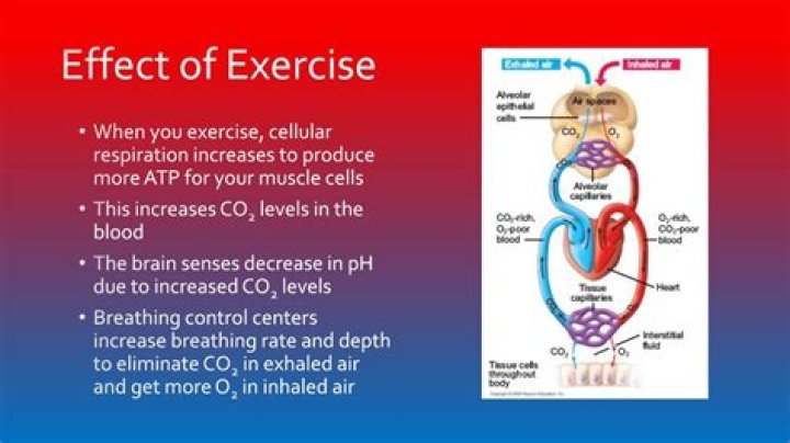 Does Exercise Significantly Lower Carbon Dioxide Threshold Levels?