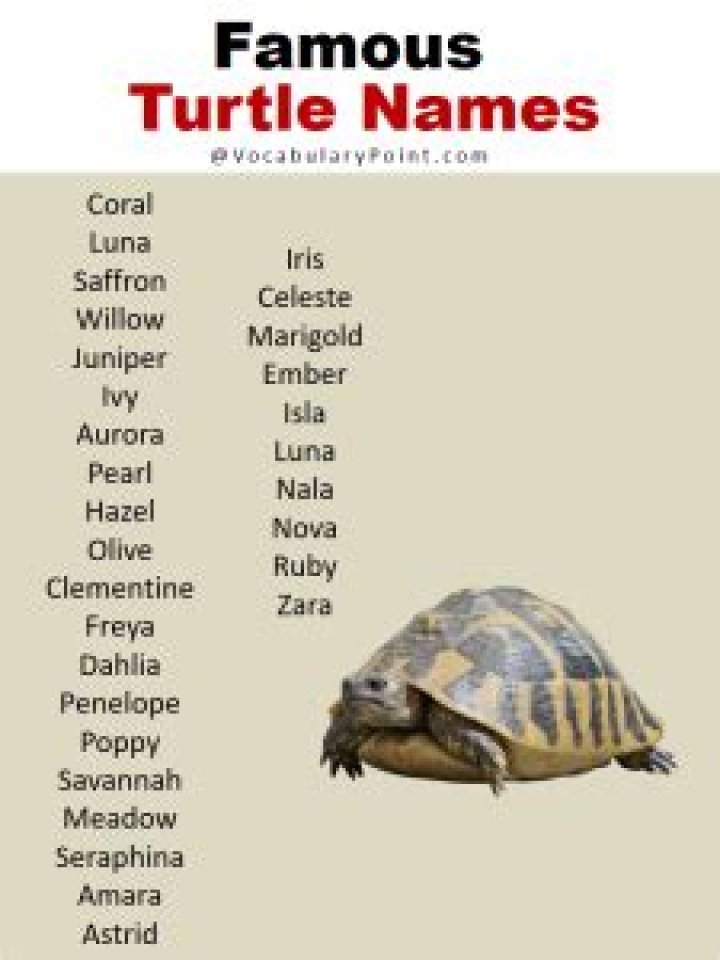 Stunning Female Turtle Names: A Comprehensive Guide