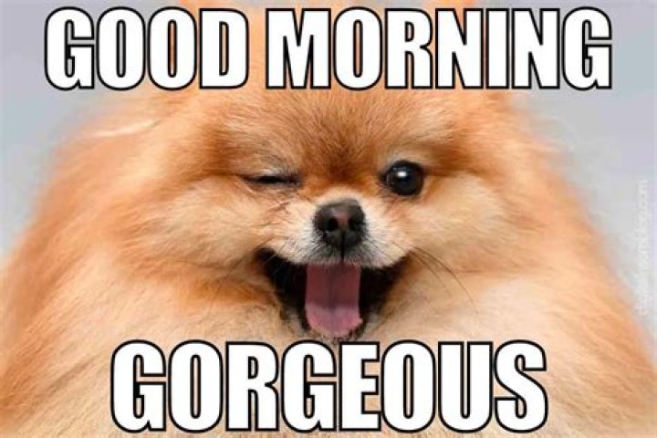 Start Your Day With A Smile: The Ultimate Good Morning Meme Collection