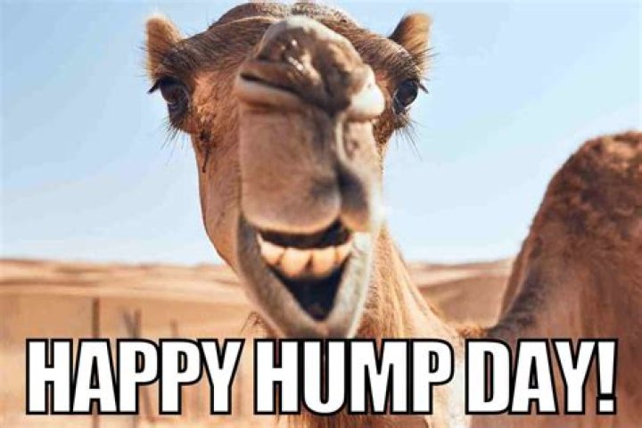 Hilarious Hump Day Pics To Brighten Your Mid-Week Mood
