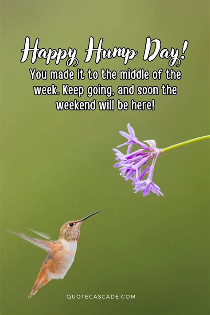Hump Day Quotes And Sayings