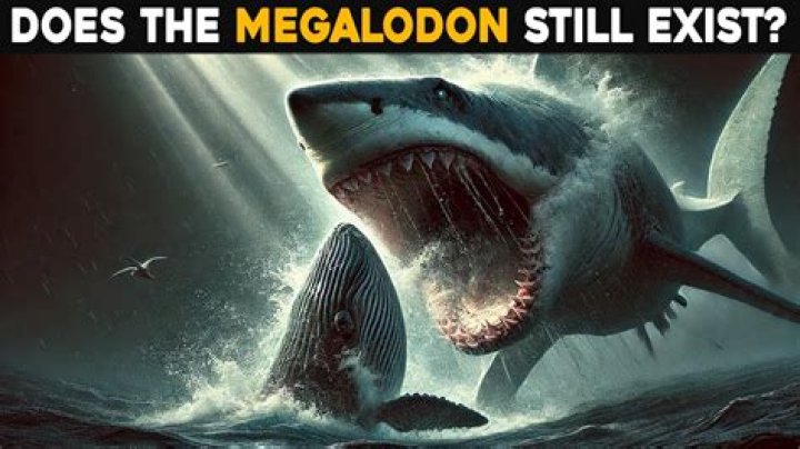 Is The Megalodon Still Alive Today? The Ultimate Truth Revealed