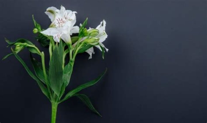 Meet The Extraordinary Lillian Waxlax: An Inspiring Figure