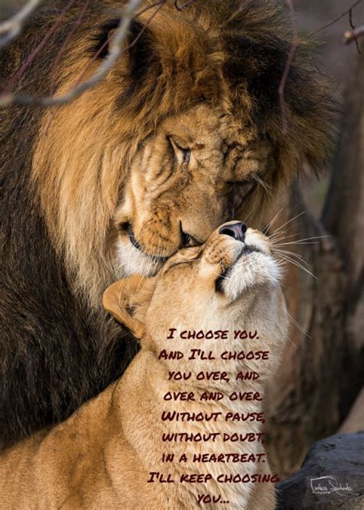 Explore The Bond: Inspiring Lion And Lioness Quotes