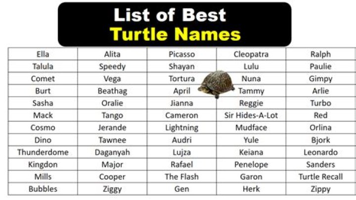 Creative And Enchanting Female Turtle Names For The Perfect Pet