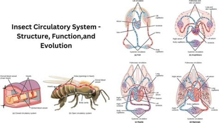 Revealing The Secrets: Do Insects Possess A Closed Circulatory System?
