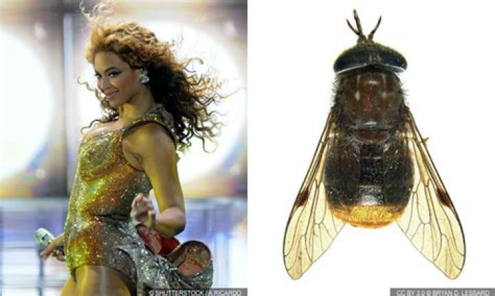 Bumblebee Discovered In Malaysia Named After Beyonc