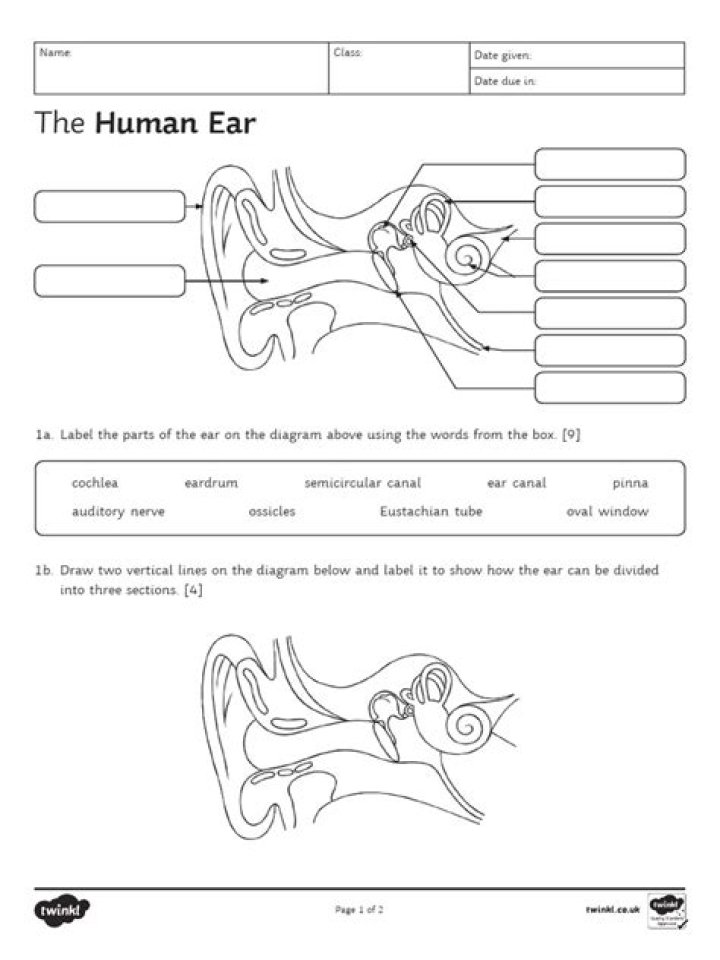 The Essential Guide To The Function And Importance Of The Human Ear