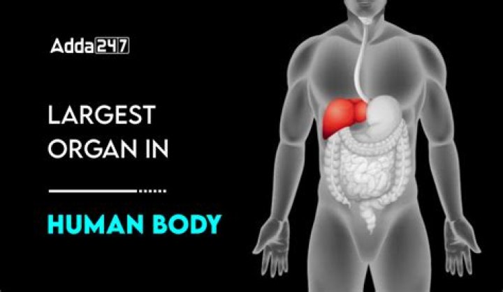 The Largest Human Organ: Uncover The Amazing Truth