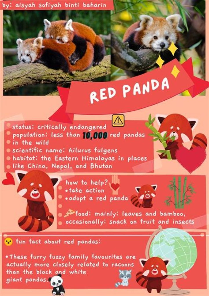 The Truth About Owning A Red Panda: Can You Legally Purchase One?