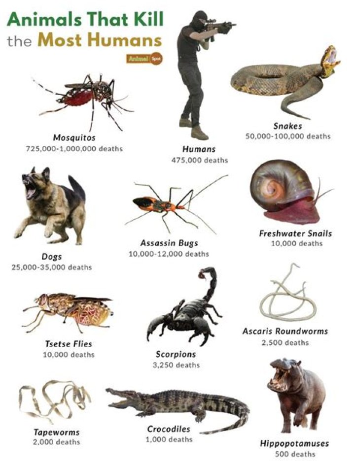 The Ultimate Guide To Animals That Hunt Humans For Food