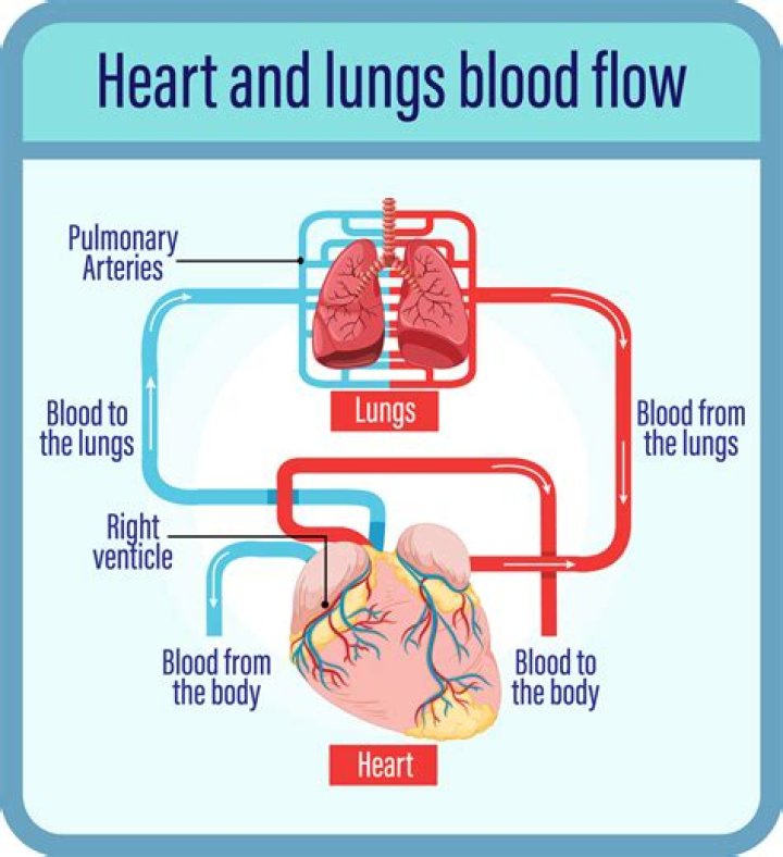 The Vital Vessels: Understanding Arteries And How Blood Travels Away From The Heart