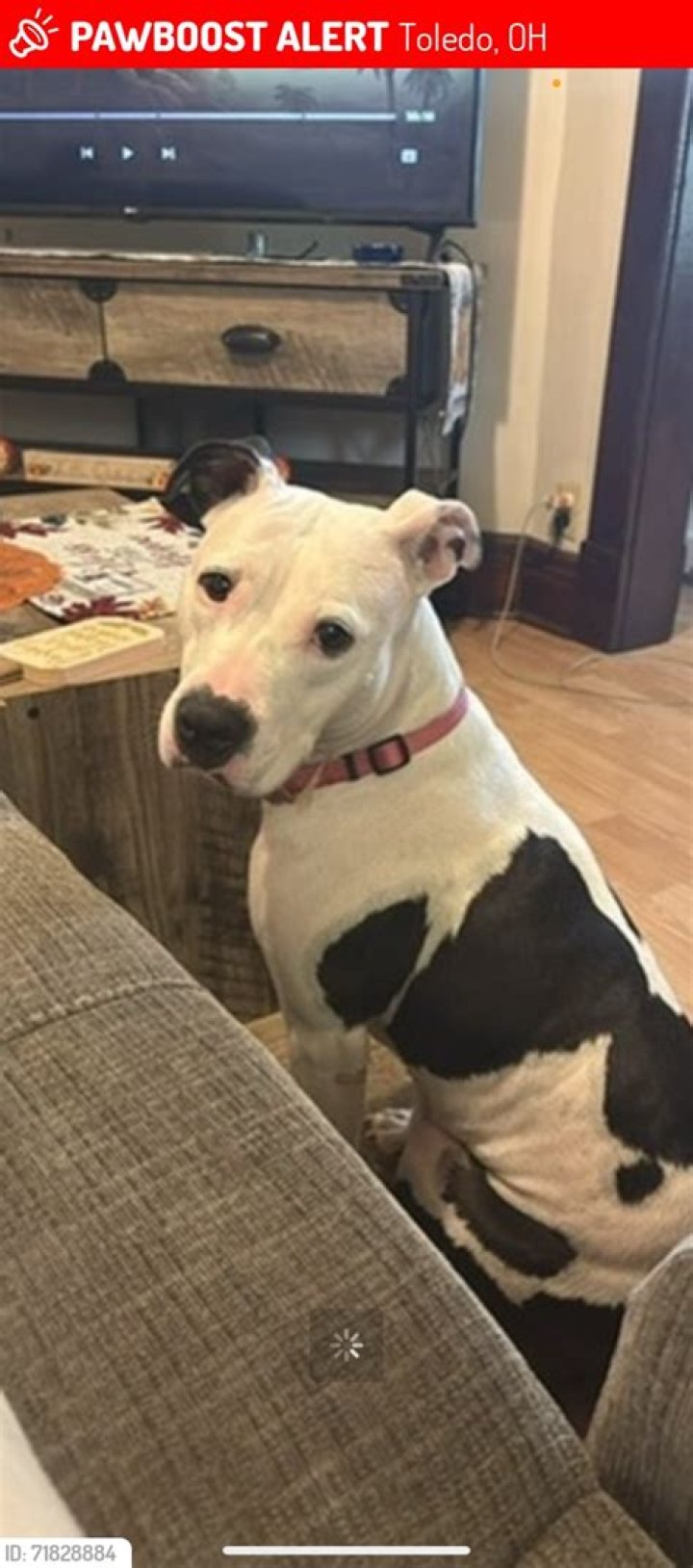 Toledo's Lifeline: Lost And Found Pets