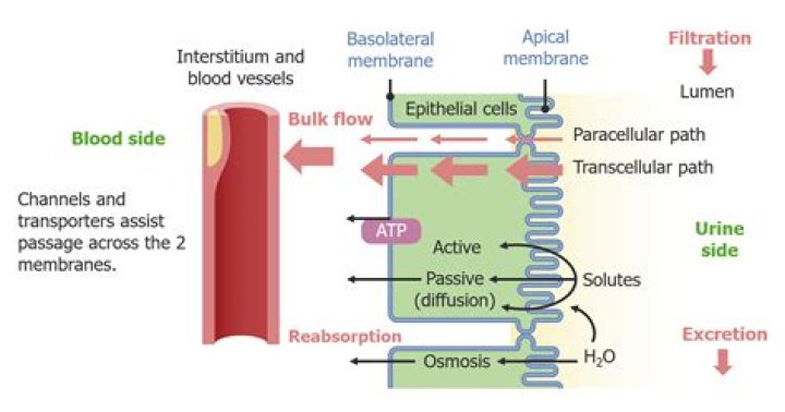 Tubulo Colector: An Overview Of Physiology And Function