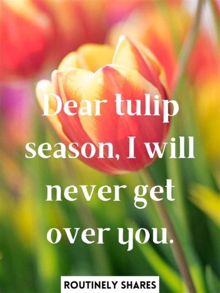 Ultimate Guide To Captivating Tulip Captions: A Comprehensive Source