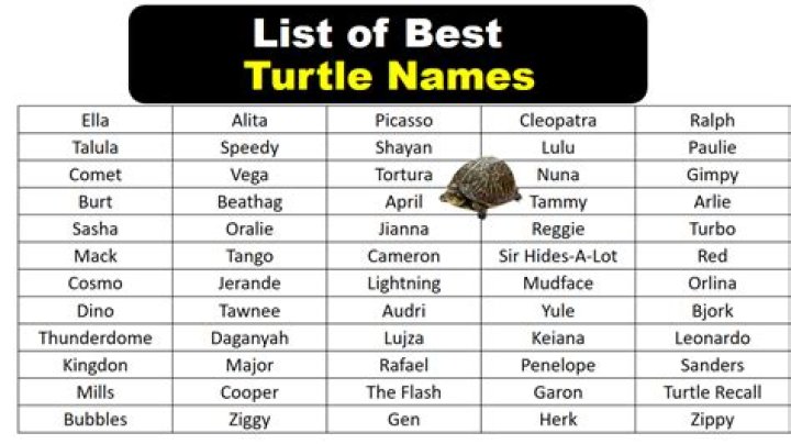 Creative Turtle Names For Your Girl