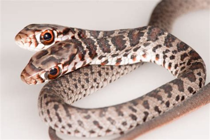 Uncover The Secrets Of Two-Headed Snakes: A Fascinating Exploration Of The Biological Oddity