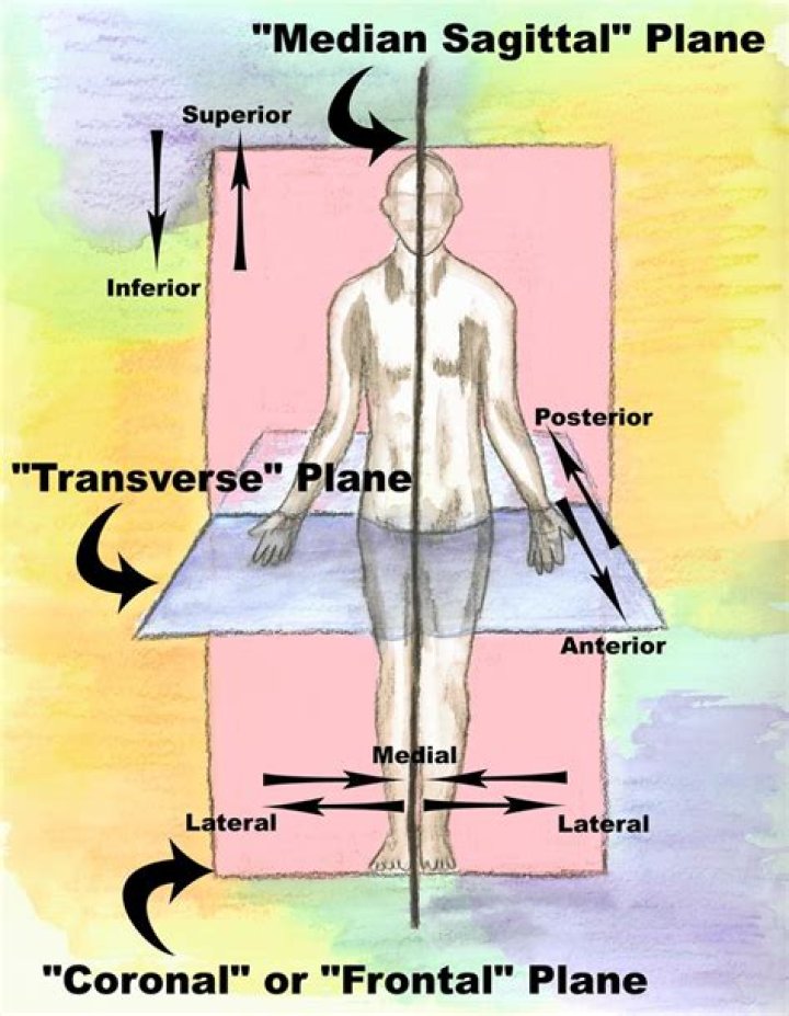 Ultimate Guide To The Median Sagittal Plane: Anatomy, Functions, And Significance