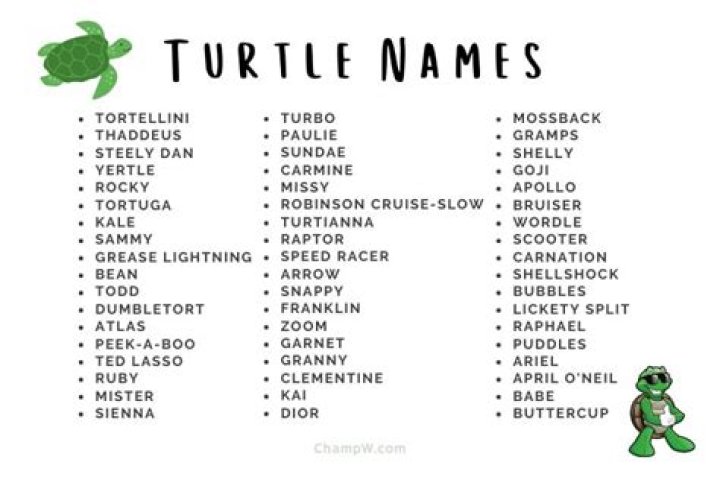 Top Unconventional Monikers For Female Turtles