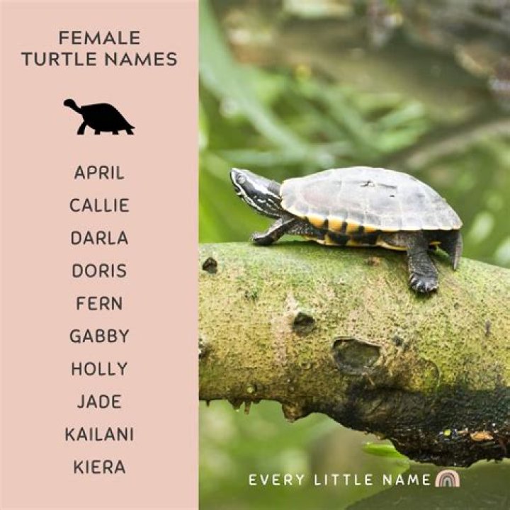 Exclusive Girl Turtle Names: Unleash Your Creativity